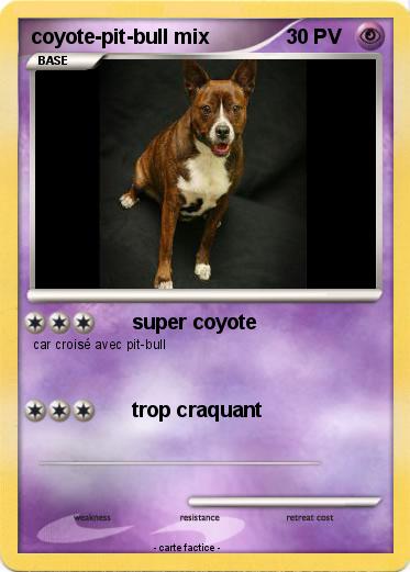 Pokemon coyote-pit-bull mix