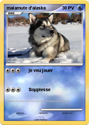 Pokemon malamute d'alaska
