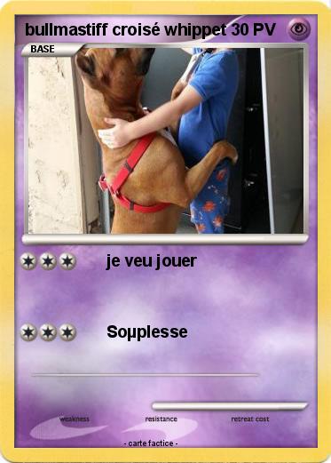 Pokemon bullmastiff croisé whippet