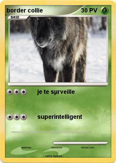 Pokemon border collie
