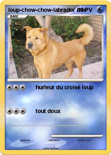 Pokemon loup-chow-chow-labrador mix
