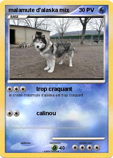 Pokemon malamute d'alaska mix