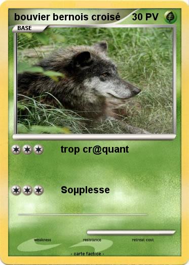 Pokemon bouvier bernois croisé