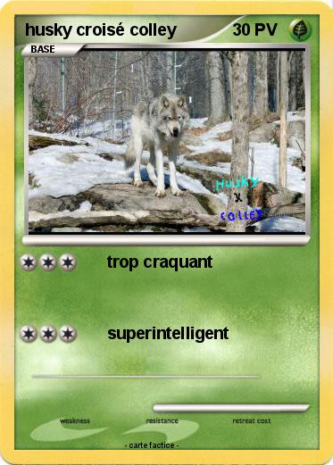 Pokemon husky croisé colley