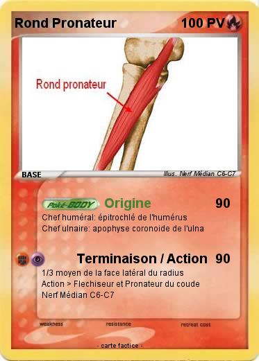 Pokemon Rond Pronateur