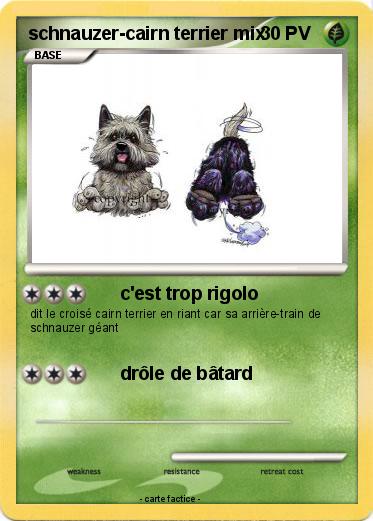 Pokemon schnauzer-cairn terrier mix
