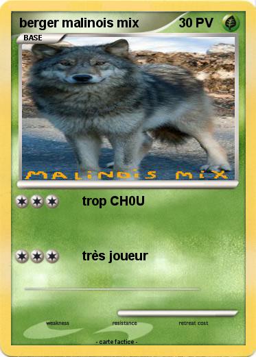 Pokemon berger malinois mix