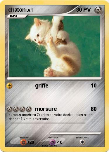 Pokemon chaton