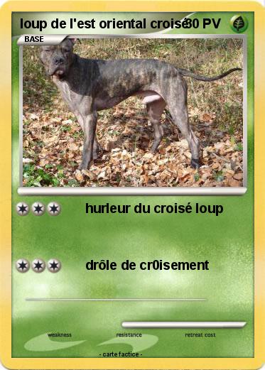 Pokemon loup de l'est oriental croisé