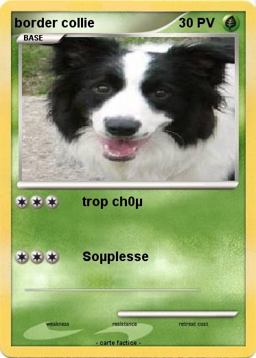 Pokemon border collie