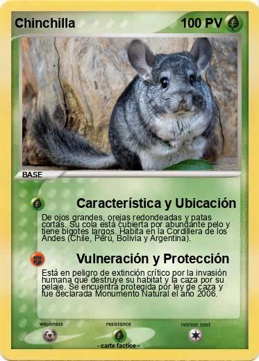 Pokemon Chinchilla