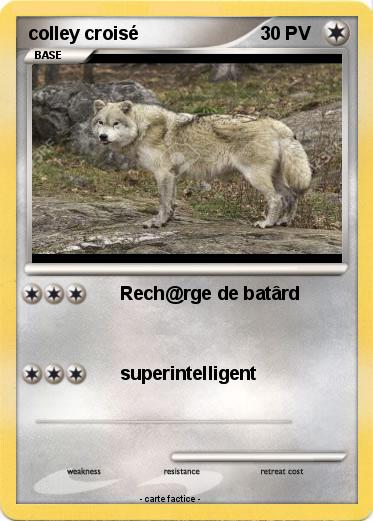 Pokemon colley croisé