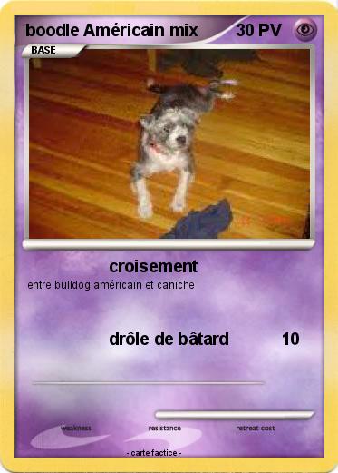 Pokemon boodle Américain mix