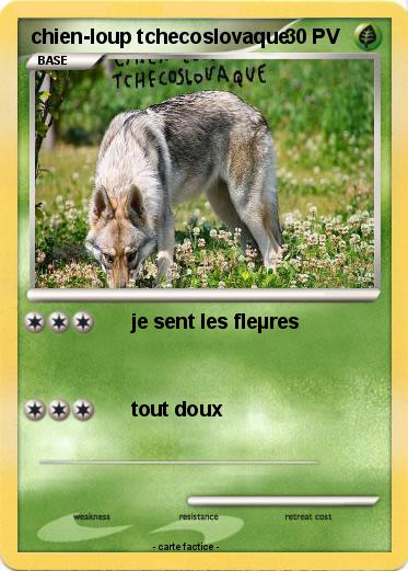 Pokemon chien-loup tchecoslovaque
