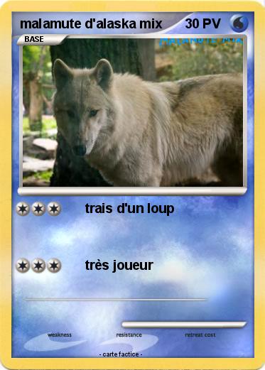 Pokemon malamute d'alaska mix