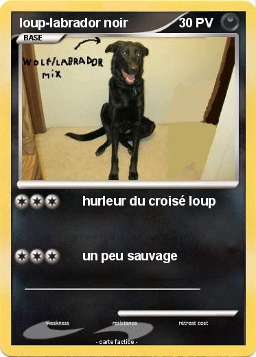 Pokemon loup-labrador noir