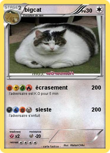 Pokemon bigcat