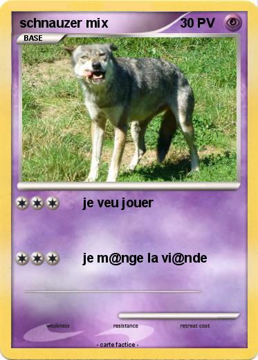 Pokemon schnauzer mix