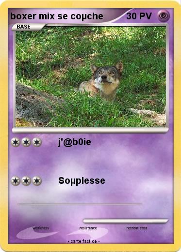 Pokemon boxer mix se coµche