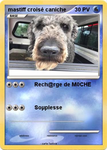 Pokemon mastiff croisé caniche