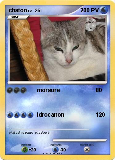 Pokemon chaton