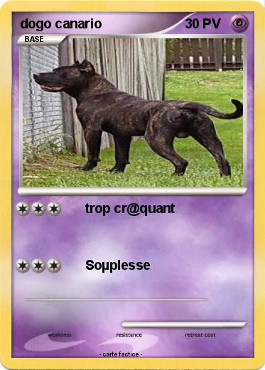 Pokemon dogo canario