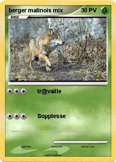 Pokemon berger malinois mix