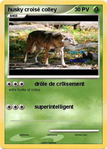 Pokemon husky croisé colley