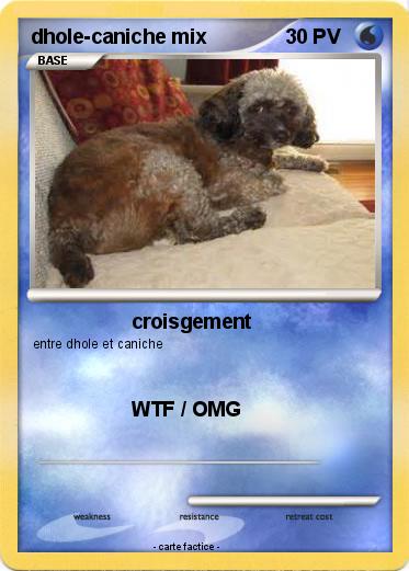 Pokemon dhole-caniche mix