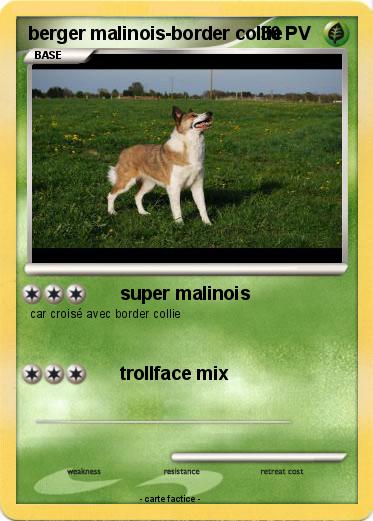 Pokemon Berger Malinois Border Collie