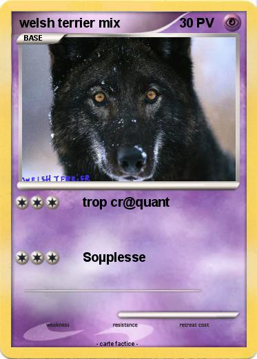 Pokemon welsh terrier mix