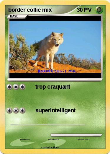 Pokemon border collie mix