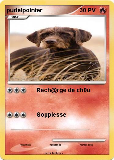 Pokemon pudelpointer