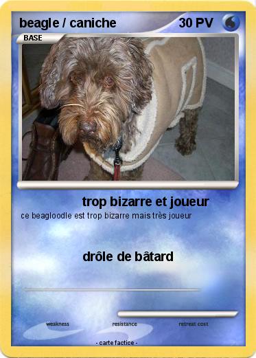 Pokemon beagle / caniche