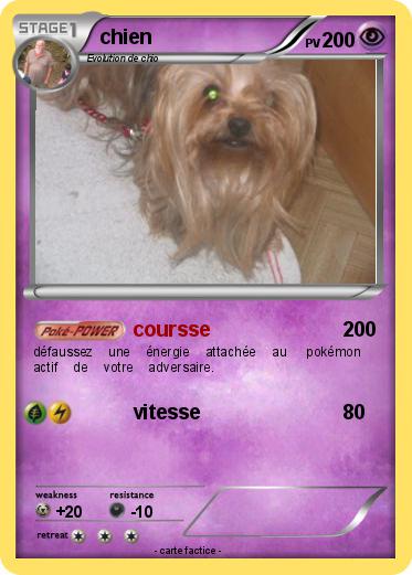 Pokemon chien