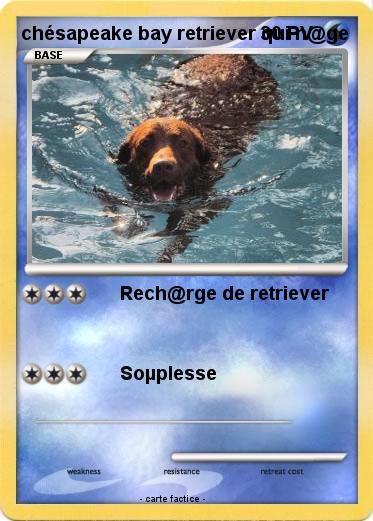 Pokemon chésapeake bay retriever qui n@ge