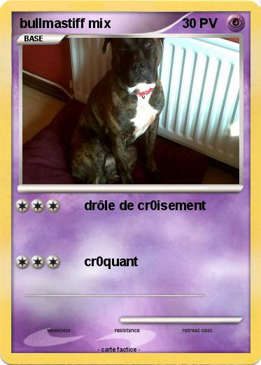 Pokemon bullmastiff mix