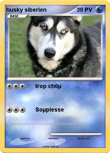 Pokemon husky siberien