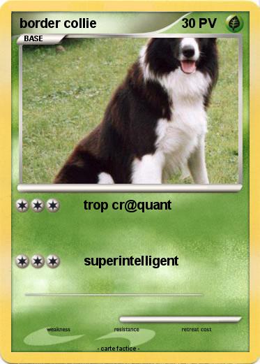 Pokemon border collie