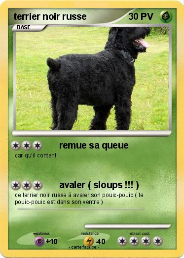 Pokemon terrier noir russe