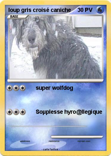 Pokemon loup gris croisé caniche