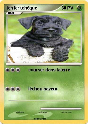 Pokemon terrier tchèque