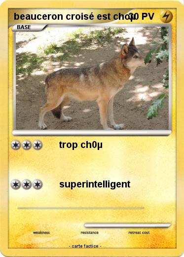 Pokemon beauceron croisé est choµ
