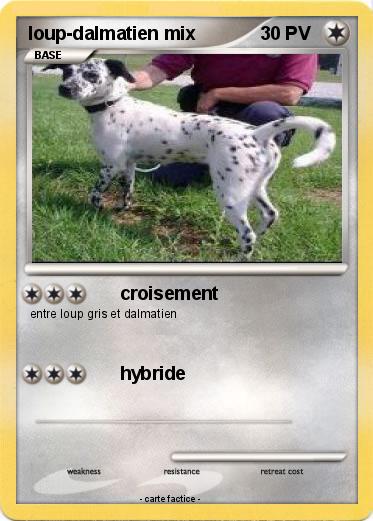 Pokemon loup-dalmatien mix