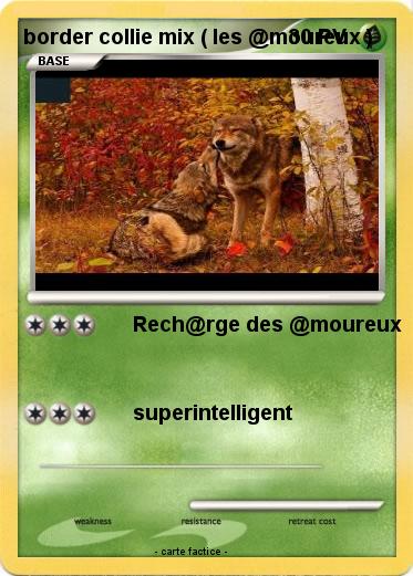 Pokemon border collie mix ( les @moureux )