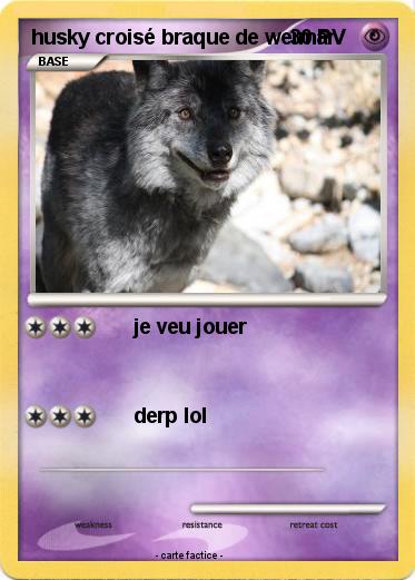 Pokemon husky croisé braque de weimar
