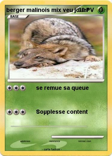 Pokemon berger malinois mix veu jouer