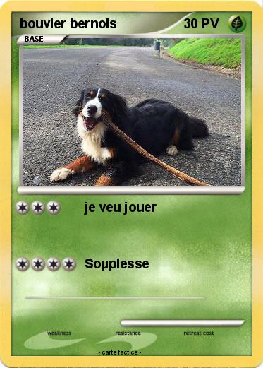 Pokemon bouvier bernois