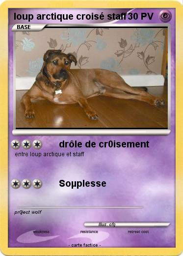 Pokemon loup arctique croisé staff