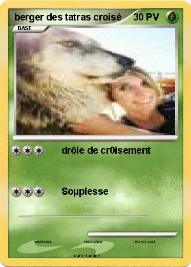 Pokemon berger des tatras croisé